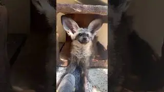 The bat-eared fox #animals #cute #thebatearedfox #fox