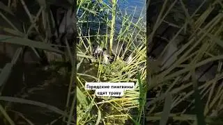 лысуха с подростками