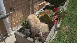 Dog eats chili plant