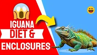 Secrets of Iguana Diet and Enclosures!