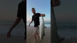 Last Week Surf Fishing In Cabo! #fishingvideos #sportfishing  #roosterfish #cabo #surffishing