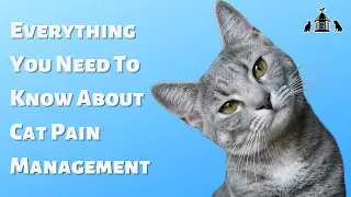 Everything You Need To Know About Cat Pain Management With Dr. Mitch McKee