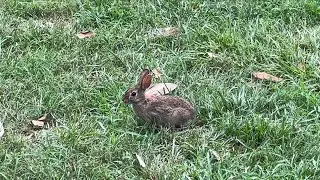 A Lovely Eastern Cottontail Rabbit in a Patch of Grass