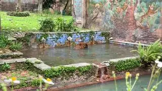 💦🐅 Tiger Dad Conrad&rsquo;s Blue Ball Pool Play | Disney&rsquo;s Animal Kingdom #shorts
