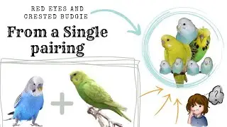 7 Mutations of Budgies from a single pairing 😱