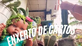 Como enxertar rabo de macaco para ficar pendente