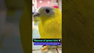 &ldquo;Rescue of green bird 🕊️ | Treatment and care in hospital ❤️&rdquo;