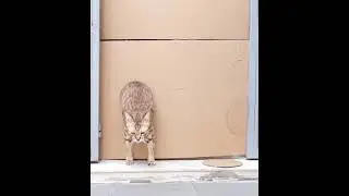 Cat squeezes through reducing hole