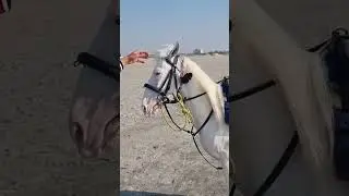Horse salutes and respects women