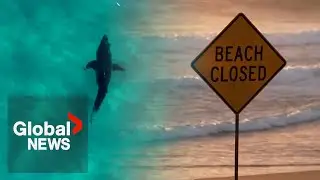&ldquo;I'll be staying out of the water&rdquo;: Australian locals avoid water after 4 shark attacks in 2 days