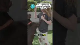 Dogs understand words, tone, and body language more than we think. Learn how dogs understand us.