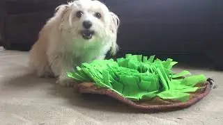 Maggie and her snuffle mat (senior dog toys)