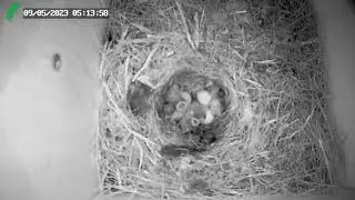 Blue Tit nest 🪺 first eggs 🥚 hatched 🐣