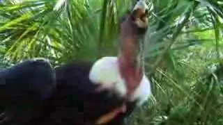 Meet the worlds biggest flying bird, the Andean Condor