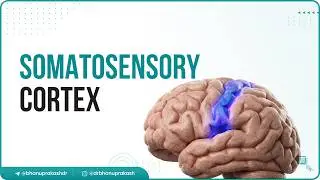 6. Расположение соматосенсорной коры 🧠⚡ | Объяснение первичной, вторичной и ассоциативной областей