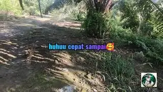Ayam Hutan Pikat Betina F1 Vol (19)