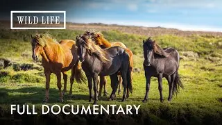 Life Before Domestication | Europe's Last Wild Horses | Full Documentary