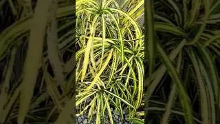 Amazing color #plants
