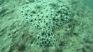 Rock Diving Center