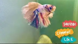 Feeding my bettas Newly Born to Adults|Betta Feeding| How to feed Betta|Betta Fry Feeding|Fighter