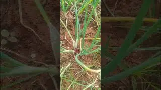 size of organically grown onion #onion #organicfarming #onions