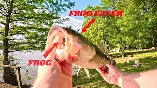FLINGING THE FROG at HUNGRY BASS !!! (Testing the 6th Sense Vega Frog ) !!!