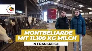 Mit wenig Kraftfutter &uuml;ber 11.000kg an drei Melkrobotern - Montb&eacute;liarde K&uuml;he in Frankreich