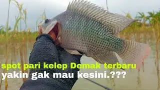 Spot pari kelep Demak terbaru‼️ikan disini pada kelaparan 