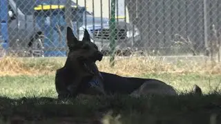 Future of off-leash dog park dividing Sacramento neighborhood