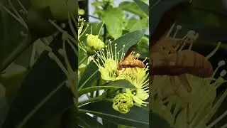 capturing a creature #guitar #music #flower #insects #camera  #blue #nature #naturephotography