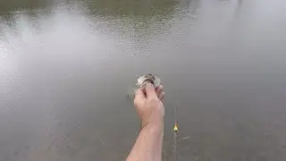 Berkley Drip Minnow Review! Is it a Keeper for the Tackle Box?