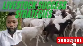 Top Livestock Success Strategies for Profitable Farming | Tips &Techniques @Nabilakingagribusines