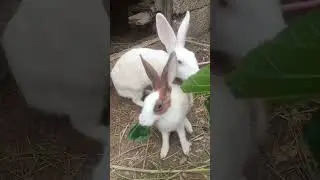 Happy Independence Day | 14 August 2025 | Rabbits Enjoying Day #independenceday  #14august