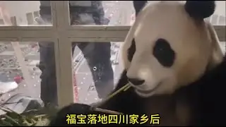福宝搭乘四川航空，19h20已平安到达成都双流机场，福宝落地成都后一点都没有害怕，非常冷静地吃竹子，福猪猪真的好勇敢！