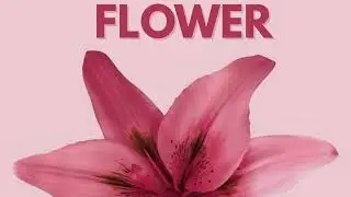 FLOWER WALLPAPER  #2026 #new #asmr #edit #video #viral #viralvideo #shorts #music #popular #4k