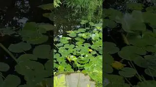 Walk In a natural garden, July, 2025.🌳🌸🎶 아름다운 정원을 걷다...