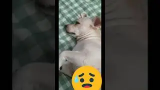 #shorts #dogs #love CUTENESS OVERLOAD | MILO is grounded