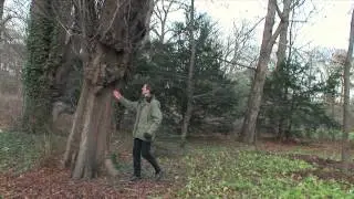 Biodiversitet 2012 - Skoven