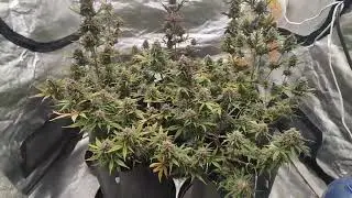Bubbleberry V2 Riot Seeds Cannabis Indoor grow  B A C  Riot Seeds Cannabis Indoor grow  Hy Gen