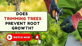 [Expert Answers] Does Trimming Trees Prevent Root Growth?
