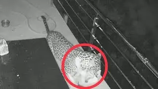 Caught on camera:&nbsp;Leopard enters home to hunt pet dog