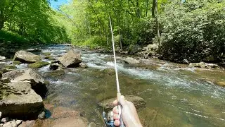 TROUT Fishing a BEAUTIFUL Mountain Stream