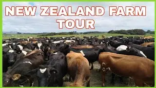 NEW ZEALAND DAIRY TOUR  TOUR #dairyfarmingnewzealand