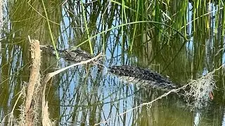 A Walk Through Alligator Alley At Circle B Bar Reserve | Lakeland, FL