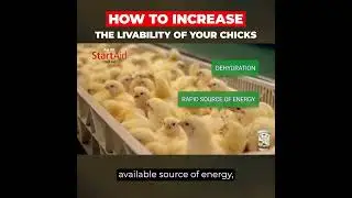 StartAid Chick Gel video 032324