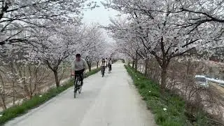Scene of cherry blossoms along the Geumgang River_Beneath the Moonlight (Aaron Kenny)