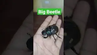 Biggest Beetle i have ever seen | awesome #facttech14 #shorts I Big Bug | Nature is amazing