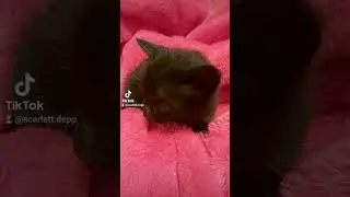 #orientalkittens #leonardo #josie #galina #emerald #dior BEAUTIFUL ORIENTAL KITTEN 🥰😍🐈💋😘😊💖