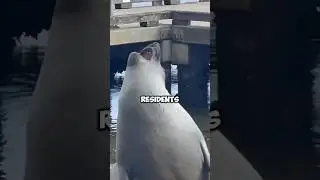 Cute seal Neil. #animals #cute #cuteanimals #funny #seal #love #shorts #shortvideo