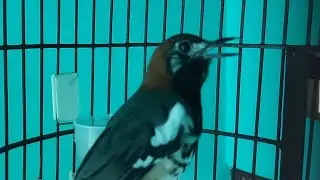 MAsteran Anis Kembang Part 5 - Suara Anis Kembang Ngeroll Untuk terapi AK Stres